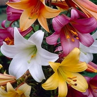 Bloomsz Trumpt kolekcija žarulja Lily Flower, 8pk