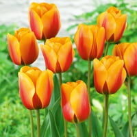 Van Zyverden Tulip dva tona crveno žuta uspavana žarulja cvjetnih žarulja, puno sunce, višebojan, godišnji