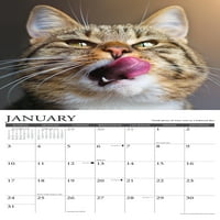 Willow Creek Pritisnite Što nas mačke nauče zidni kalendar