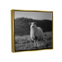 Ovce na selu Poljske životinje i insekti Fotografija Umjetnost u zlatnom okviru zidni tisak