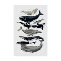 Zaštitni znak likovne umjetnosti 'Whale Display I' platna umjetnost Naomi McCavitt