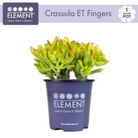 Element po Altmanovim biljkama 1gal crassula ovata et prstiju živa sočna biljka