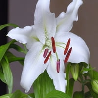Casa Blanca Lily žarulje