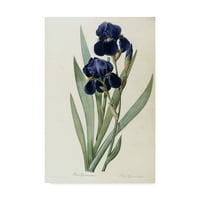 Zaštitni znak likovne umjetnosti mumbo Njemački Iris, ulje na platnu Pierre-Joseph Redout